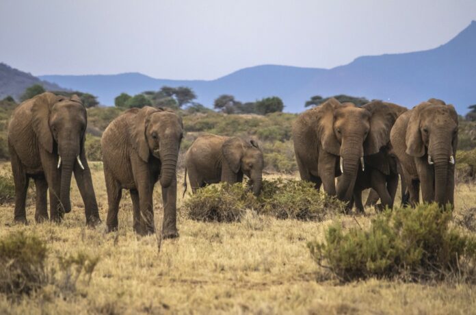 elephant
