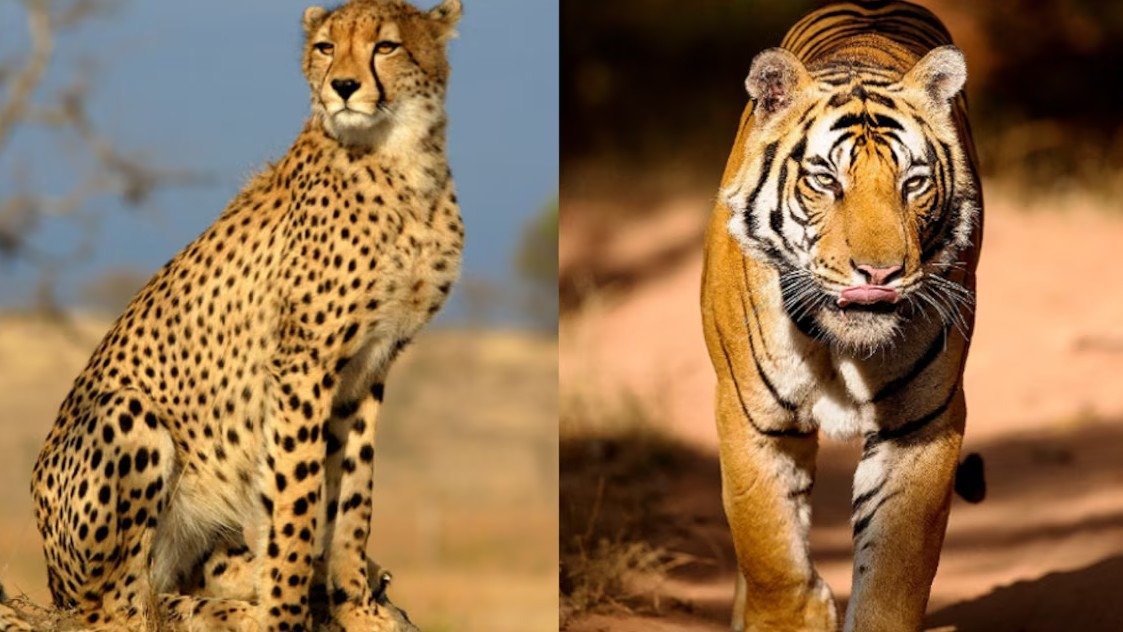 tiger