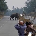 Elephants Arrive Near Rajr