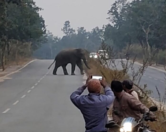 Elephants Arrive Near Rajr