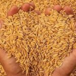 Paddy Procurement Begins in Jharkhand