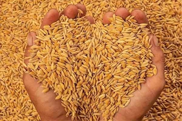 Paddy Procurement Begins in Jharkhand