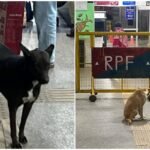 Stray Dog ​​problem at Ranchi railway Station
