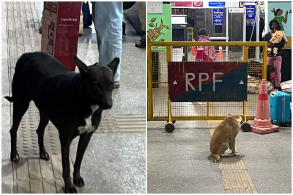 Stray Dog ​​problem at Ranchi railway Station