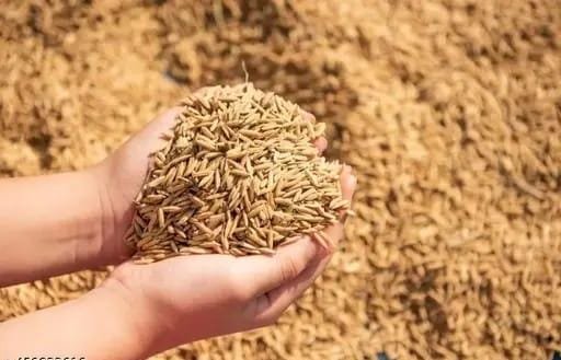 Paddy Procurement Picks up Pace in Jharkhand