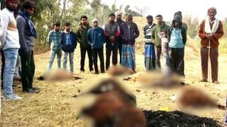 Terror of Wild Hyena