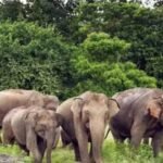 Wild Elephant Movement Alert