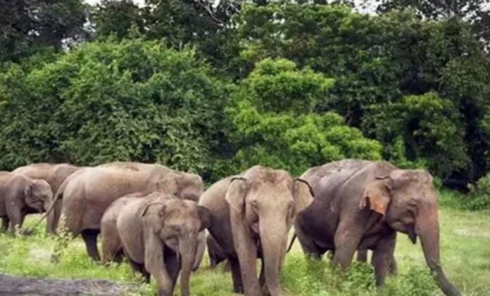 Wild Elephant Movement Alert
