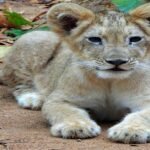 An Asiatic Lion Cub Was Born