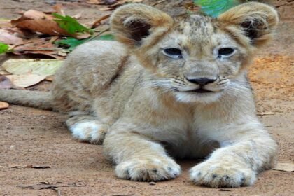 An Asiatic Lion Cub Was Born