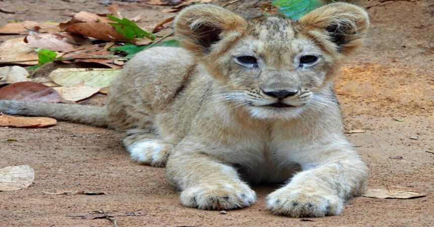 An Asiatic Lion Cub Was Born