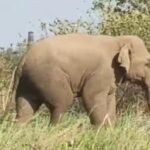 Wild elephant spotted Again in Ranchi