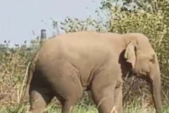 Wild elephant spotted Again in Ranchi