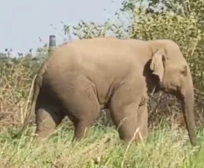 Wild elephant spotted Again in Ranchi
