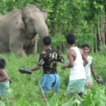 Elephant Attack Compensation