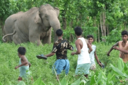 Elephant Attack Compensation