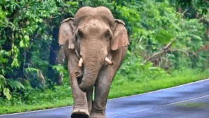 chandil-elephant-terror-50-villages