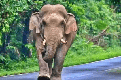chandil-elephant-terror-50-villages