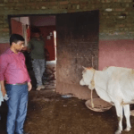 Cow Smuggling