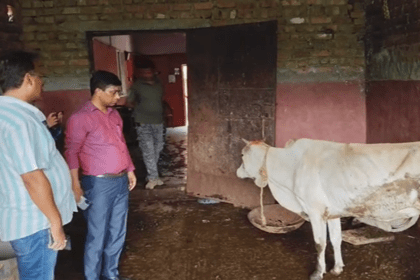 Cow Smuggling