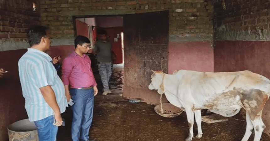 Cow Smuggling