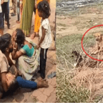 Stray Dog Attack