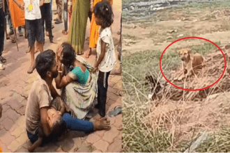 Stray Dog Attack