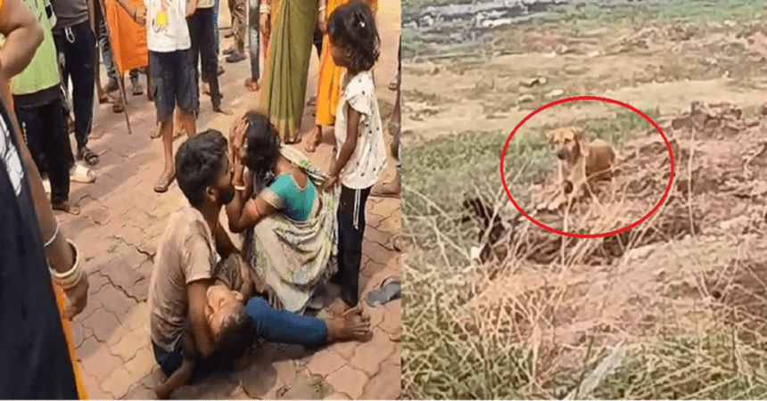 Stray Dog Attack