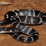 krait snake bite