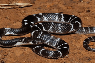 krait snake bite