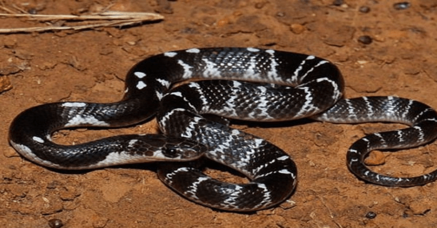 krait snake bite