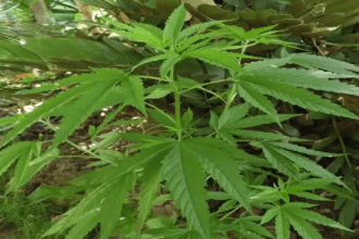 Cannabis Law