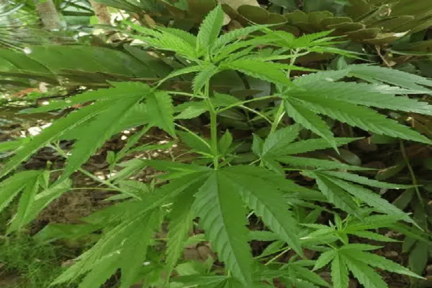 Cannabis Law