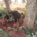 Dumka News, Wild Bear Rescue,