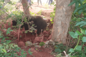 Dumka News, Wild Bear Rescue,