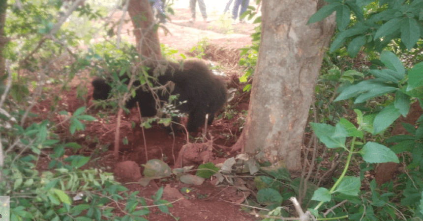 Dumka News, Wild Bear Rescue,