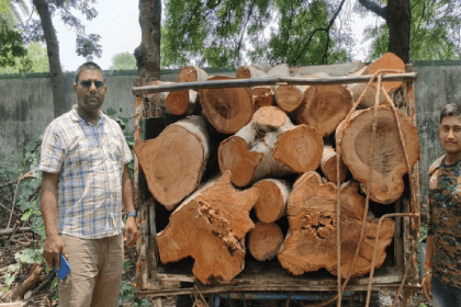 Jamtara, Forest Department, Timber Smuggling