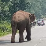 Torpa, Baby Elephant