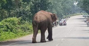 Torpa, Baby Elephant