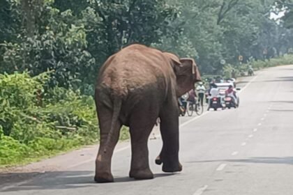 Torpa, Baby Elephant