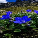 A rare flowering plant has been spotted in Assam after 180 years.