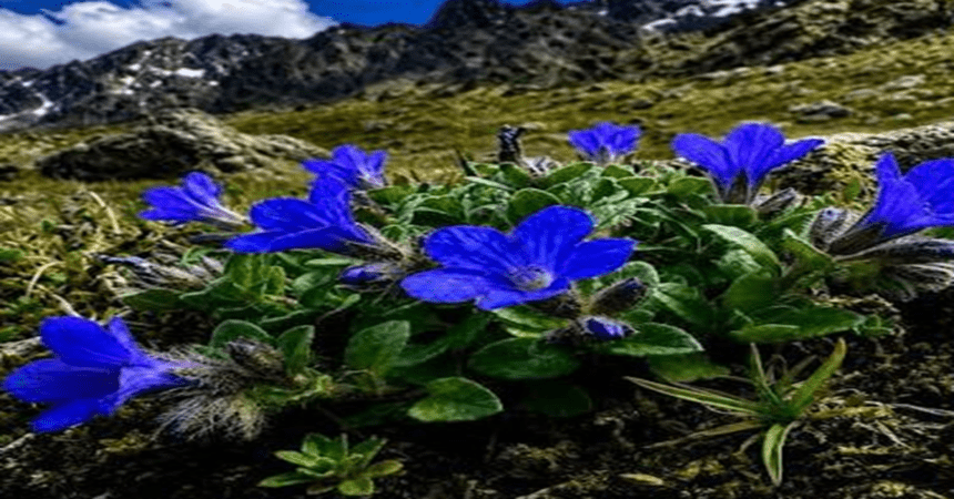 A rare flowering plant has been spotted in Assam after 180 years.