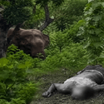 Giridih News, Wild Elephant Attack, Elephant Attack, Birni News