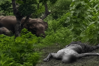Giridih News, Wild Elephant Attack, Elephant Attack, Birni News