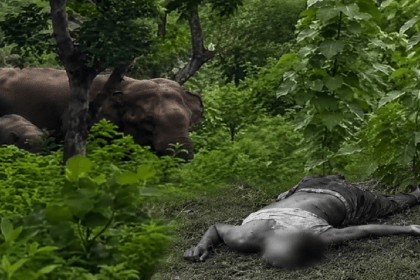 Giridih News, Wild Elephant Attack, Elephant Attack, Birni News