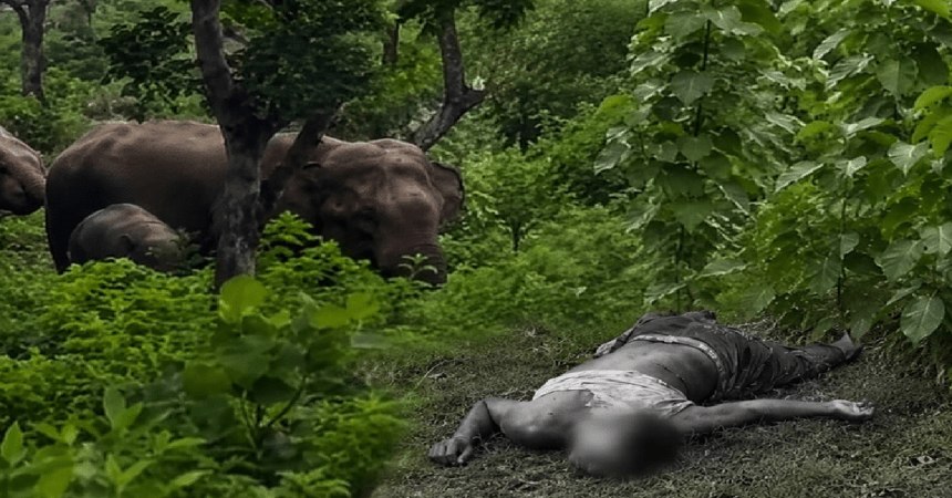 Giridih News, Wild Elephant Attack, Elephant Attack, Birni News