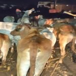 Mahuadand News, Latehar News, Cattle Smuggling, Illegal Cow Slaughter