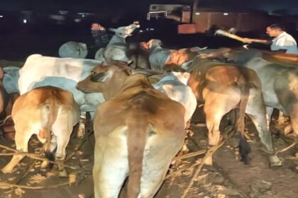Mahuadand News, Latehar News, Cattle Smuggling, Illegal Cow Slaughter
