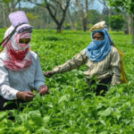 PM Tea Worker Incentive Scheme