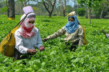 PM Tea Worker Incentive Scheme